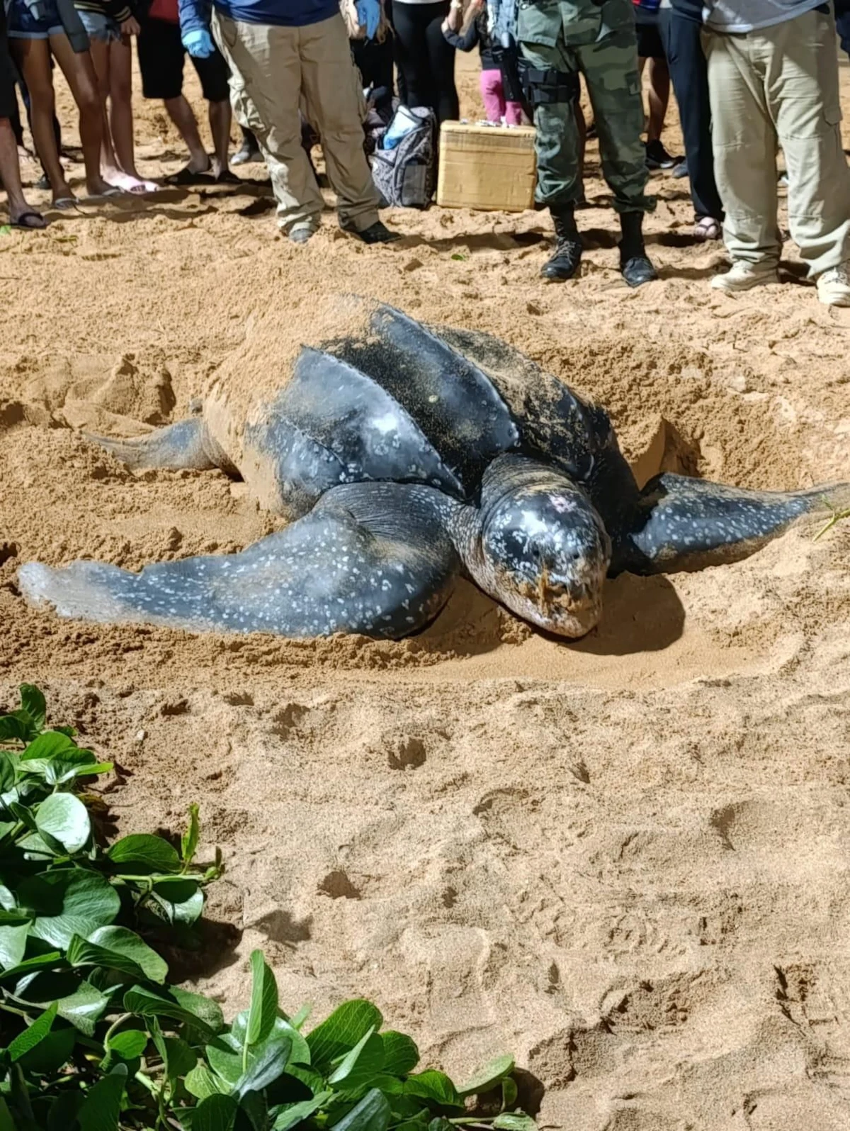 Tartaruga-de-couro é flagrada em praia de Jacaraípe por Divulgação | Polícia Militar