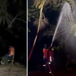 Bombeiros foram acionados pela prefeitura após a morte de bezerro há dois meses, e de uma cadela na última segunda-feira (7), vítimas do enxame