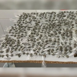 Mais de 500 pedras de crack e 400 buchas de maconha foram encontradas em mochila; Moradora não sabia que material estava na residência