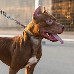 Entre as medidas, estão castração de todos os cães a partir dos seis meses de idade e delimitação de espaços públicos em que os animais podem estar presentes