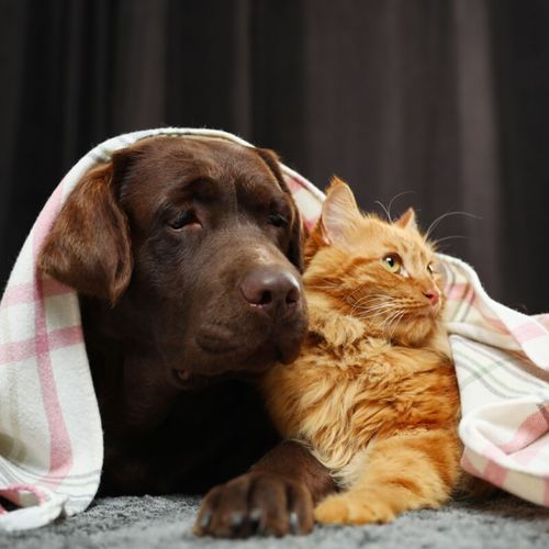 Imagem - 5 dicas para manter a saúde dos animais no inverno