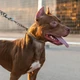 Imagem - SC restringe circulação e criação de cães da raça pitbull