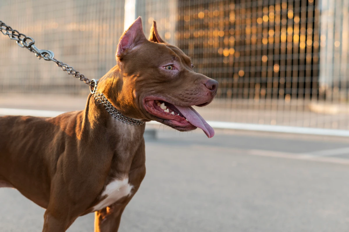 Cachorro da raça pitbull