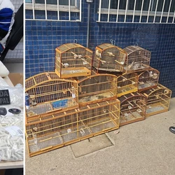 Ação aconteceu em Campo Verde, onde foram encontrados pinos com droga, pasta base, pássaros silvestres e até câmeras de monitoramento