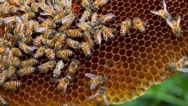 José Alonso Rodriguez começou a produzir mel após se tornar vegetariano e cortar açúcar da alimentação