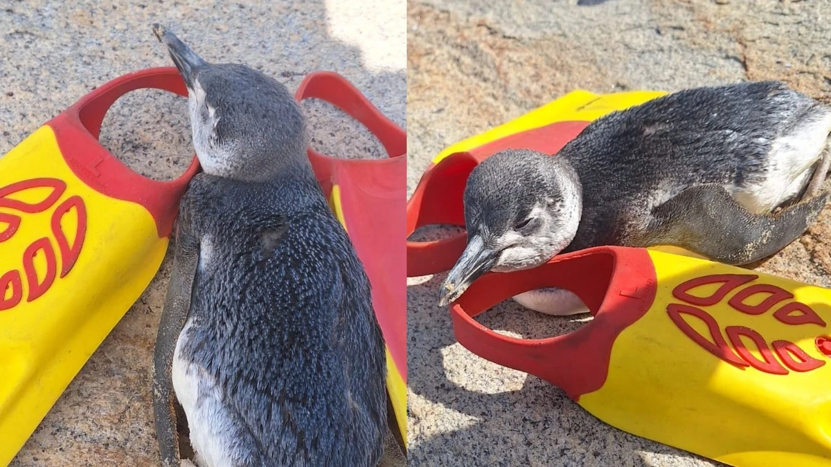 Pinguim é encontrado em Marataízes