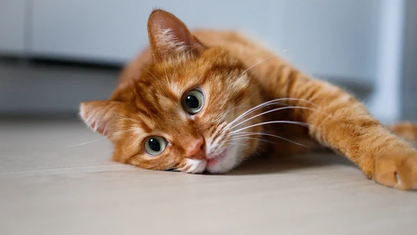 Aprenda a interpretar sinais e a oferecer um ambiente ideal para seu gato se sentir seguro e feliz