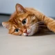 Olhar de um gato 