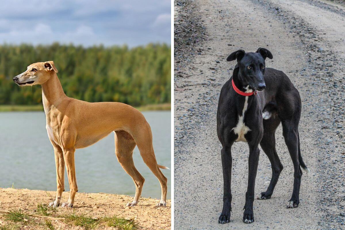 Apesar de pertencerem à família dos galgos, esses cães compartilham traços físicos e comportamentais diferentes (Imagem: Natallia Yaumenenka
e Esteban Alejandro | Shutterstock)