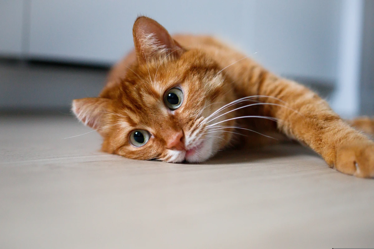 Olhar de um gato