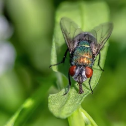 Os enxames serão liberados por meio de aviões, em uma tática que já teve efeitos positivos no passado; autoridades estão mobilizadas para combater uma eventual ameaça à agropecuária em seu território