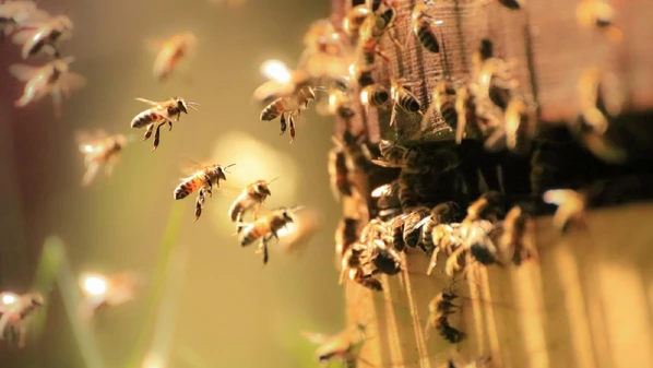Ouça a análise do comentarista Marco Bravo