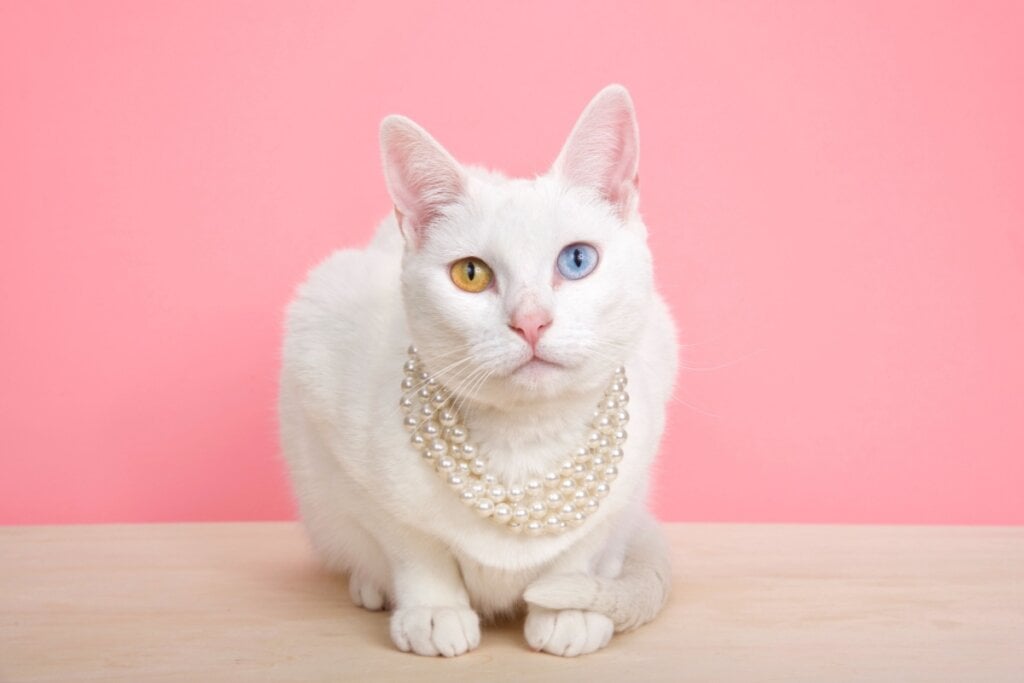 O nome Mimi é perfeito para gatas charmosas e delicadas (Imagem: Sheila Fitzgerald | Shutterstock)