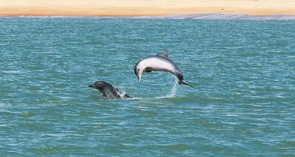 Instituto Baleia Jubarte também tem projetos de proteção dos botos-cinzas