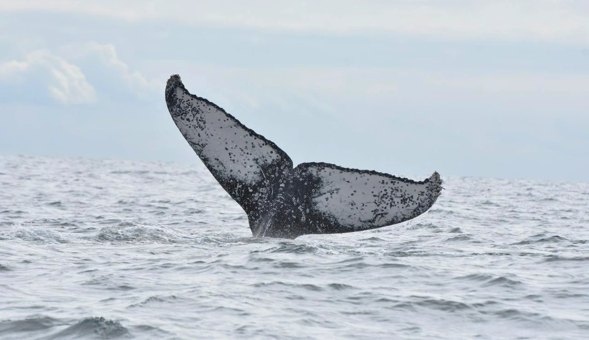 Ocorrência de baleias-jubarte no Espírito Santo é mais comum entre os meses de junho e de novembro
