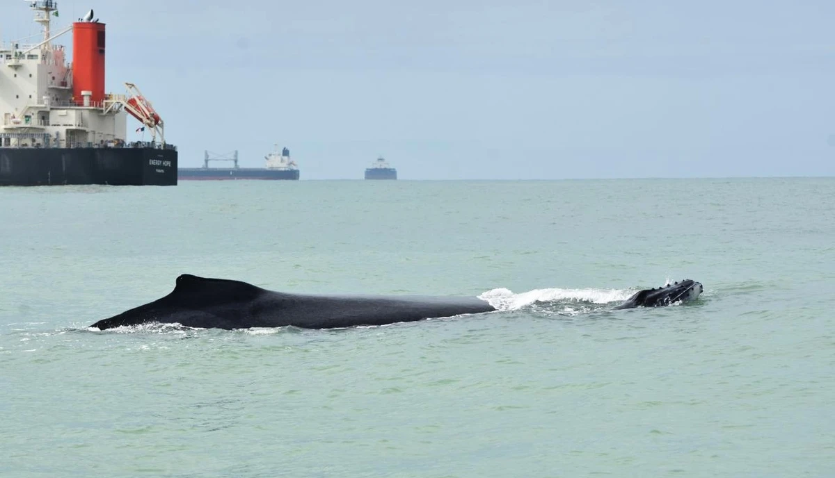 Parceria entre o IBJ e a Vports quer diminuir os riscos de colisão dos animais com embarcações