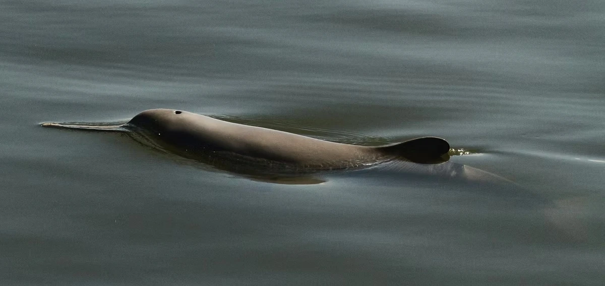 Toninhas são cetáceos da família dos golfinhos