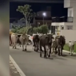 Proprietário dos animais é responsável e pode ser multado em até R$ 349,50, segundo a administração municipal