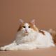 Com aparência majestosa e comportamento carismático, ele é um felino raro e encantador que chama atenção por onde passa 