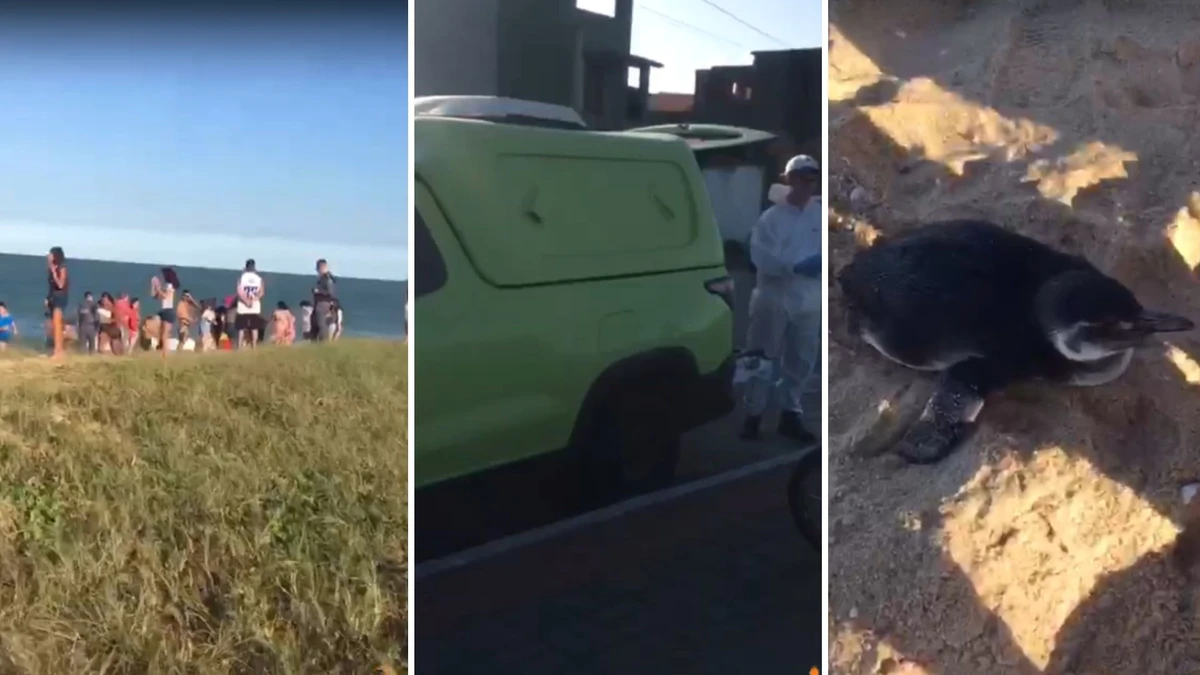 pinguim foi resgatado das praias da barra, em Marataízes
