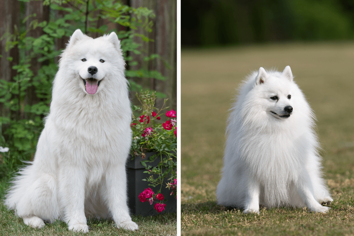 O samoieda e o spitz japonês são cachorros diferentes (Imagem: Zanna Pesnina e nik174 | Shutterstock)