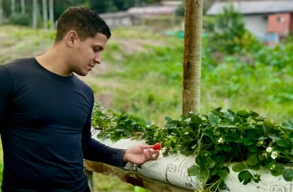 Roberto Starles é produtor de morango e viu demanda pela fruta aumentar com a febre do 'morango do amor'.