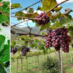 Com o viral do Morango do Amor, a fruta virou a estrela das redes sociais. E há diversos lugares no ES onde podemos colher os próprios morangos e uvas