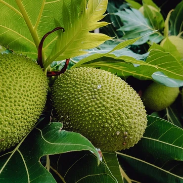 Imagem - Fruta-pão, o alimento do tempo e da terra