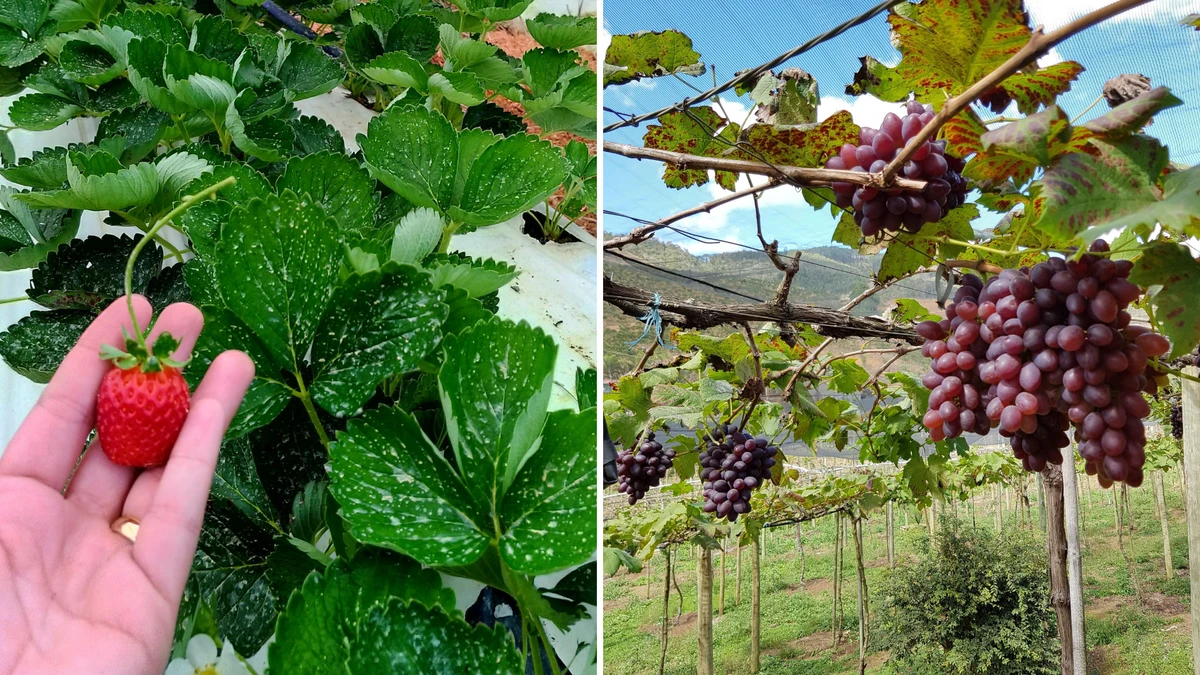 Colheitas de uvas ou morangos pelo ES