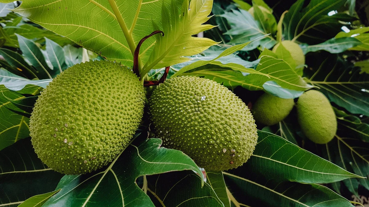 Fruta-pão, o alimento do tempo e da terra
