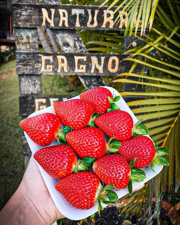 Produtos e Hospedagem Gagno, em Venda Nova do Imigrante