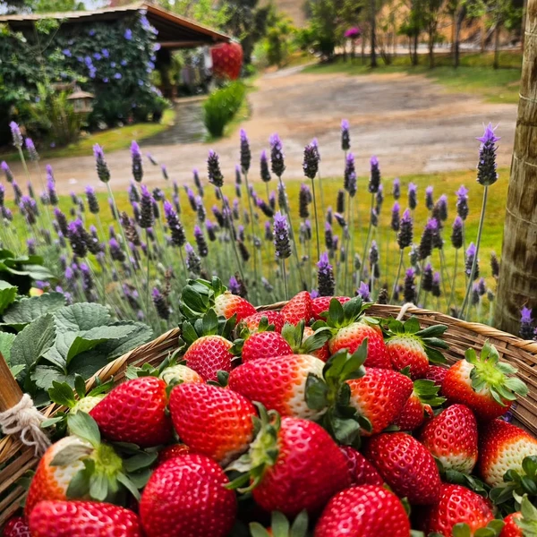 Sítio Pedreiras, em Domingos Martins