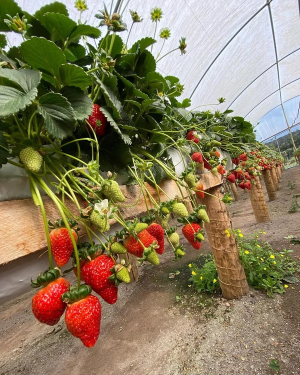 Vila da Ormy, em Domingos Martins