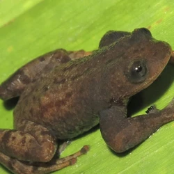 O animal, batizado de Crossodactylodes alairi, recebeu o nome em homenagem a Alair Tedesco, um guarda que dedicou mais de 30 anos à proteção do Parque Estadual do Forno Grande