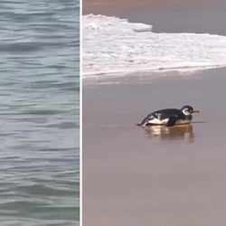Animal marinho foi inicialmente flagrado por banhistas em Itapuã, mas voltou à água antes de encalhar definitivamente em Itaparica