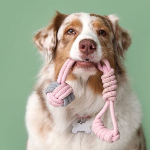 Imagem - 10 nomes para cachorros com muita energia 