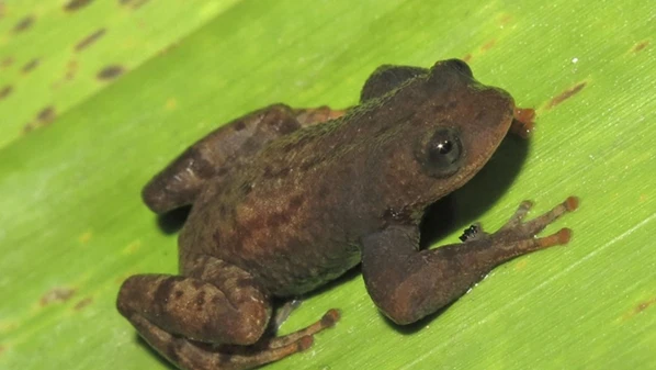O animal, batizado de Crossodactylodes alairi, recebeu o nome em homenagem a Alair Tedesco, um guarda que dedicou mais de 30 anos à proteção do Parque Estadual do Forno Grande