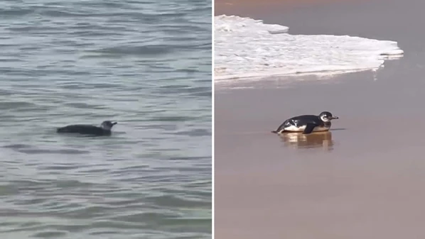 Animal marinho foi inicialmente flagrado por banhistas em Itapuã, mas voltou à água antes de encalhar definitivamente em Itaparica