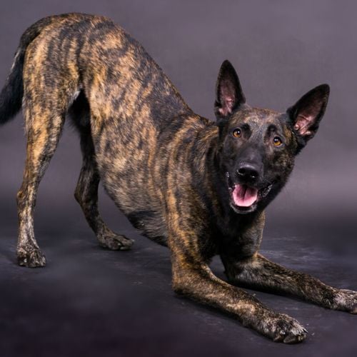 Imagem - 4 características do cachorro da raça pastor holandês