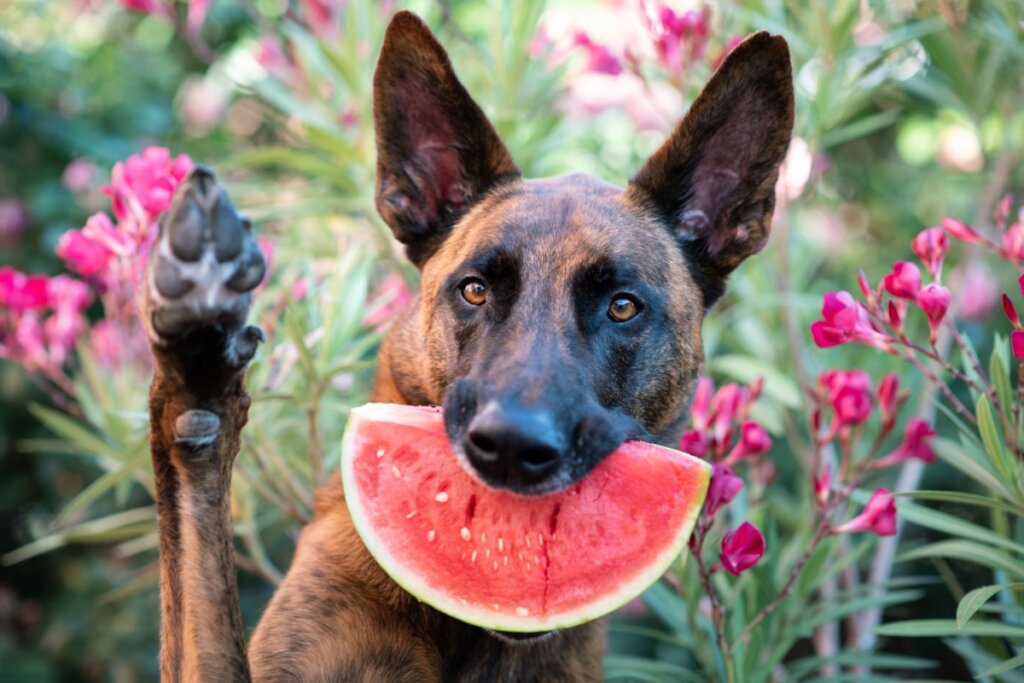 A dieta do pastor holandês deve ser balanceada para garantir a sua saúde (Imagem: Fotografia de Três Cães | Shutterstock)