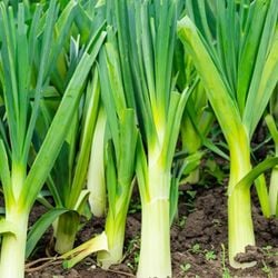 Veja como esse vegetal pode deixar a sua alimentação mais saborosa e saudável