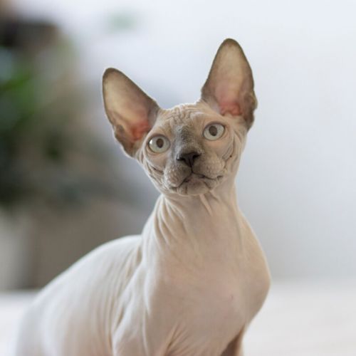 Imagem - 6 raças de gato sem pelo