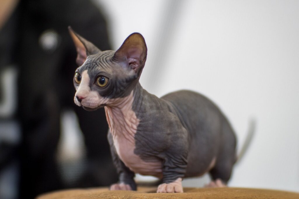 O bambino tem a pele sem pelos do sphynx e as pernas curtas do munchkin  (Imagem: Jaroslaw Kurek | Shutterstock)