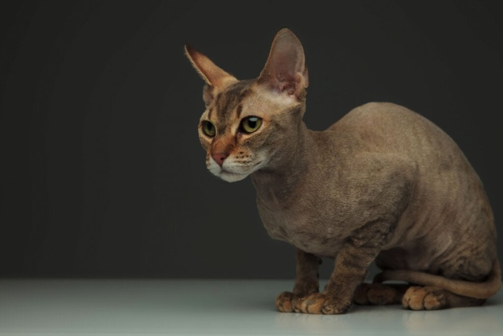 O peterbald pode apresentar diferentes níveis de pelagem (Imagem: peterbald | Shutterstock) 