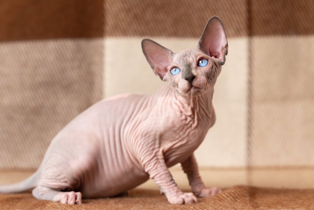 O sphynx é a raça de gato sem pelo mais conhecida do mundo (Imagem: Alexander Piragis | Shutterstock)