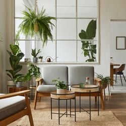 No design biofílico, elas ajudam a resgatar a conexão com a natureza e renovar o ar dos ambientes