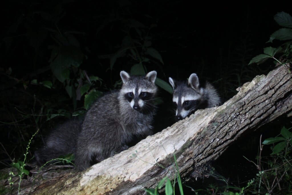 Os guaxinins utilizam diversos sons e sinais para se comunicar (Imagem: Wayne Tyler Leiseberg | Shutterstock)