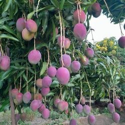As mangueiras estão cheias de frutas para colher, mas produtores do Vale do São Francisco, entre Pernambuco e Bahia, já estão sem ter para quem vender. A manga é a fruta brasileira mais exportada