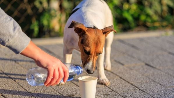 Atitudes simples podem transformar a vida de cães e gatos abandonados