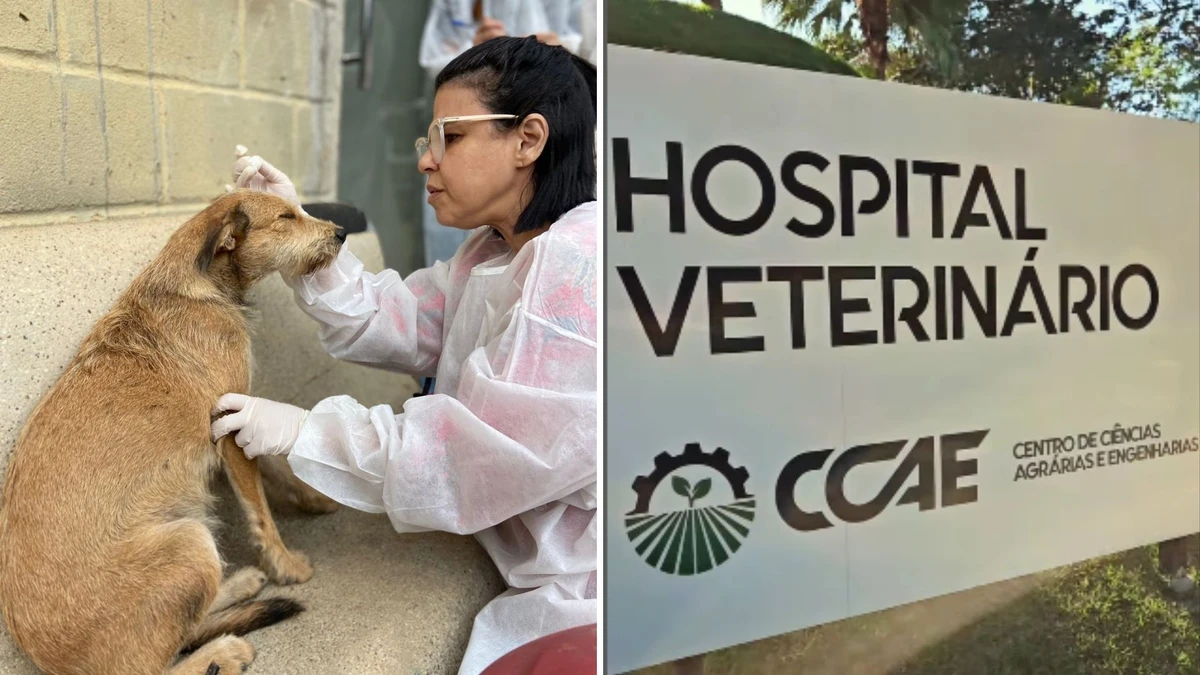 Cinomose foi principal causa da morte de cães em Muqui